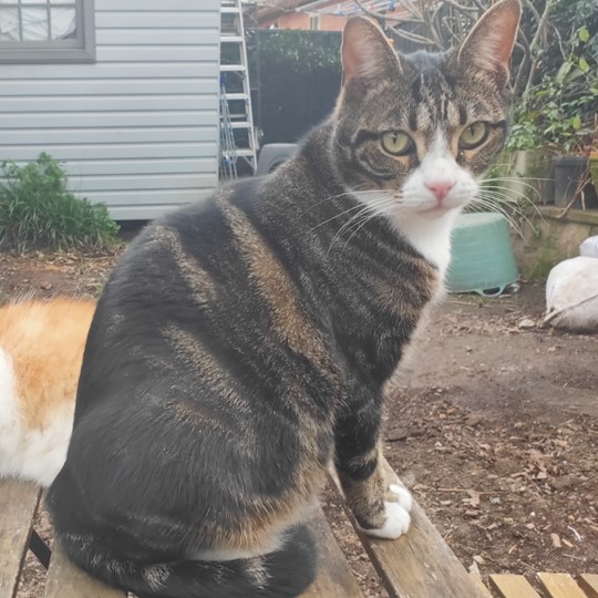 Kosmo cat lost 13 nov